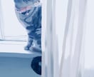 あなたのペットを描きます 写真とはまた違う思い出づくりにいかがですか？ イメージ5