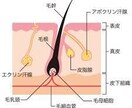 髪の悩みにエステセラピストが答えます 他人に言いたくない頭皮、髪の悩みをこっそり解決 イメージ3