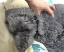 10歳以上のシニア犬に運動とマッサージ一緒にします 期間限定1,500円　シニア犬のマッサージ＆運動！ イメージ1