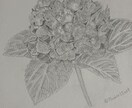 鉛筆でご依頼されたお花の絵を描きます 素人の模写作品です。本気で描かせていただきます。 イメージ6