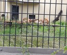 わんちゃんのお悩み相談トリマーに関する知識教えます わんちゃんに関するお悩み相談全般トリマー資格などの知識 イメージ1