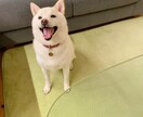 あなたのペットをイラストにします お写真を基にイラストを描きます イメージ6