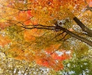 写真の素材提供します 5枚まとめて提供します！北海道の風景写真【秋編】 イメージ2