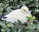 恋愛の悩み、不安ききます まわりにいえない気持ちをぶつけませんか？ イメージ1