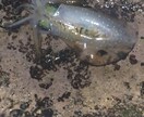 秋からが本番ヤエン釣り、アオリイカ釣り教えます イカの王様！美味なアオリイカ釣りのヤエン釣り教えます イメージ1