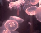 チャット❁⃘心にそっと寄り添い❁⃘癒しを届けます わたしと一緒に楽しいひと時を過ごしませんか？ イメージ3