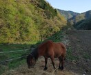24時間☆チャットで山奥から寄り添います 山奥の素朴さや自然の厳しさから培った、共感、対話、寄り添い イメージ3