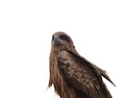 ペットなど動物の似顔絵お描きします 思い入れのあるペットや大好きな動物のかっこよくかわいい絵を。 イメージ8