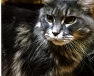 メール鑑定承ります 恋愛に不安になっている方。今後の将来に不安を抱えている方 イメージ2