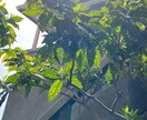 あなたを否定せず、ただ静かに話を聞きます 不安・愚痴・寂しさ、途中で切っても大丈夫です イメージ9