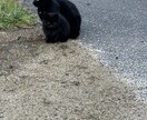 猫ちゃんの可愛い写真を送ります。ます 猫ちゃんだけじゃなくて牛さんの写真や季節の写真を送ります。 イメージ4