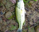 和歌山紀北でブラックバスが釣れる野池教えます 和歌山紀北で楽しく魚釣りしましょう イメージ1