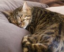 眠れないあなたのお話相手になります ねむれない～だれか話相手して！ってときにかけて♪ イメージ9