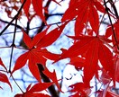微力ながらお力になれますように、何でもお話聞きます 遠距離恋愛、結婚経験有り、現在離婚の危機中、休職中。 イメージ3