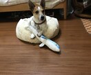 トレーナー目線を教えます 犬と過ごすには何処に注意して犬をみるといいの？ イメージ1