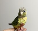 リアルで可愛いペットのインコ人形を作成します 大事なペットちゃんを和紙で可愛く作ります！ イメージ6