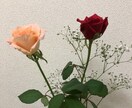 人間関係で傷つく理由と解決方法をお答えします 人間関係解決方法を伝授します。明るい未来を作って行きましょう イメージ2