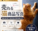 猫用商品撮影｜売れる広告写真撮影します プロ歴18年×猫歴20匹で高品質撮影 イメージ1