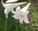 完成品！商用・商品化に使える花の写真素材販売します 300種類以上の花、1600枚以上の写真があります イメージ5