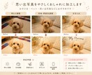 お写真をやわらかくおしゃれに加工・編集します お子さま・ペット・思い出写真をやさしく素敵に仕上げます！ イメージ3