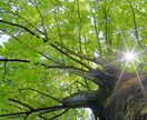 あなたの不安に寄り添い、優しく丁寧に占います 恋愛・人間関係・仕事の悩み誰にも言えない気持ちをお答えします イメージ1
