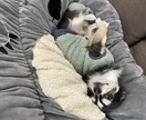 霊感で犬の気持ちをリーディングします 犬専門になりますが、気持ちをリーディングします。 イメージ1