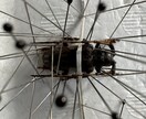 昆虫標本の作成を代行します 屋号名: BOOM INSECT イメージ7