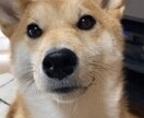 家族である柴犬の写真を送ります 他の柴犬と違い、凛々しい姿のやアホかわいい写真の提供します！ イメージ1