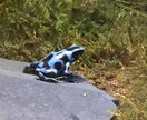 飼い方の載ってない虫や爬虫類の飼い方教えます ネットで探しても無いような虫や爬虫類その他諸々の飼育など！ イメージ5