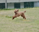 愛犬とのドッグラン等に同行して撮影します 愛犬との楽しい時間を写真に残しませんか？ イメージ7