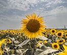 ご要望に合わせたレタッチをします Lightroomを使って画像（10枚）をレタッチ！ イメージ4