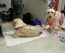 ペットのお話を聞かせて頂いてます うわさ話や自慢話など、気軽にお話下さい。 イメージ3