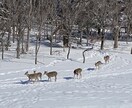 北海道旅行の相談に乗ります 北海道が大好き過ぎて移住した経験を活かして相談に乗ります。 イメージ10