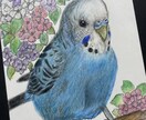 オーダーメイド色鉛筆画　世界に一つの原画になります 愛鳥や野鳥を色鉛筆でひと塗りひと塗りリアルに仕上げます。原画 イメージ7