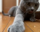 ペットいきいき、幸せヒーリングをさせて頂きます 家族の一員として、大切な存在のペットの癒しと幸せの為に‼ イメージ4