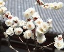 春の社寺仏閣内での桜や梅の撮影代行をします 春にしか撮れない風景をたくさん撮影します！ イメージ3