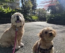 オンラインで犬のトレーニングを行います しつけ・トレーニングのアドバイス可能！　30分3000円 イメージ5