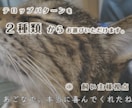 虹の橋を渡ったペット "想い出動画" つくります 「ありがとう。」　心に寄り添うナレーション。 イメージ6