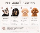 ペット用品の魅力が伝わる動画を撮影します 使用シーンやブランドイメージを映像で表現 イメージ5