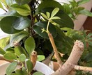 気持ち、深層心理を【10枚のカード】で深く紡ぎます ケルト十字で読み解く詳細鑑定《あなたの知らないあなたの本音》 イメージ4