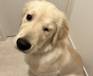 愛犬のなんで？をドッグトレーナーが一緒に解決します ドッグライフをより良きものに！ イメージ2