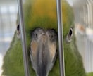 愛鳥家さんの親バカ話・お悩み聞きます 鳥好きだからこそ分かる気持ち、聞かせてください☺︎ イメージ2