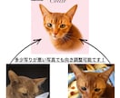 愛犬、猫、ペットの似顔絵アートを作ります お気に入りの1枚を本格キャンバスに。送料込・スマホ写真OK イメージ8