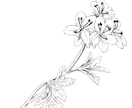 綺麗でお洒落なボタニカルイラストを作成します プレゼント・デザインのアクセントに美しい植物のイラストを！ イメージ7