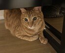 大切なご家族のお声をお届けいたします。ます 京都アニマルコミュニケーションの古都と申します イメージ3