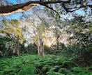 オーストラリアで撮影した写真を販売します Forest × sparkle♡Angel × Wings イメージ1
