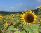 動画編集に困ってる方におすすめします 合成加工など得意としてます編集や色々なアイデアを提供します イメージ4