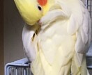 一人暮らしのご家族と、雑談お電話させて頂きます ご高齢の方など、主に一人暮らしの方との雑談をさせてください。 イメージ4