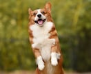 ブログで使える犬のフリー画像50枚を集めます 様々なシチュエーションに対応!!可笑しい!可愛い!!犬の画像 イメージ6