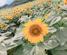 今困っていること悩んでいること相談乗ります 目の前が真っ暗だ、モヤモヤしている時に手伝います イメージ1